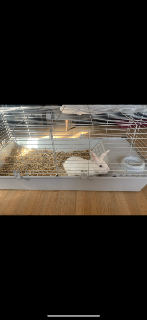 Rabbit cage (rabbit NOT included)