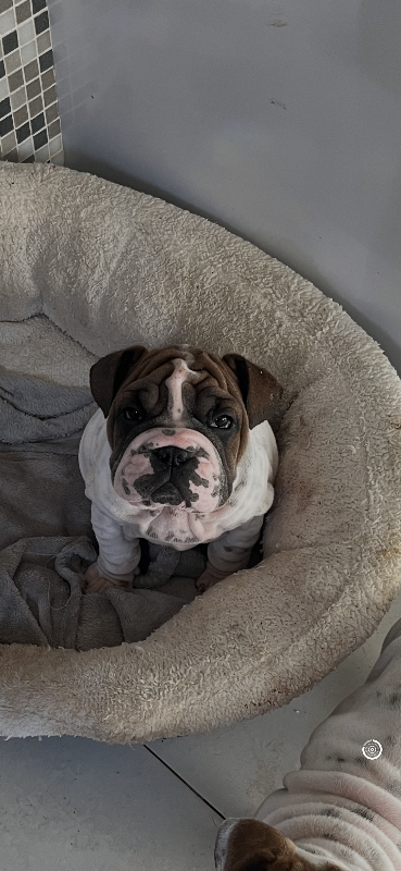 English bull puppies