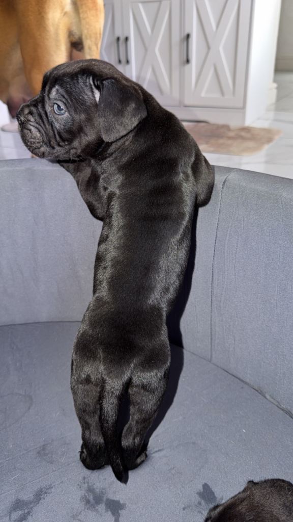 CaneCorso puppy’s 