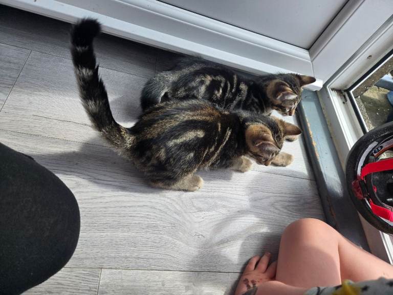 Marble bengal kittens 