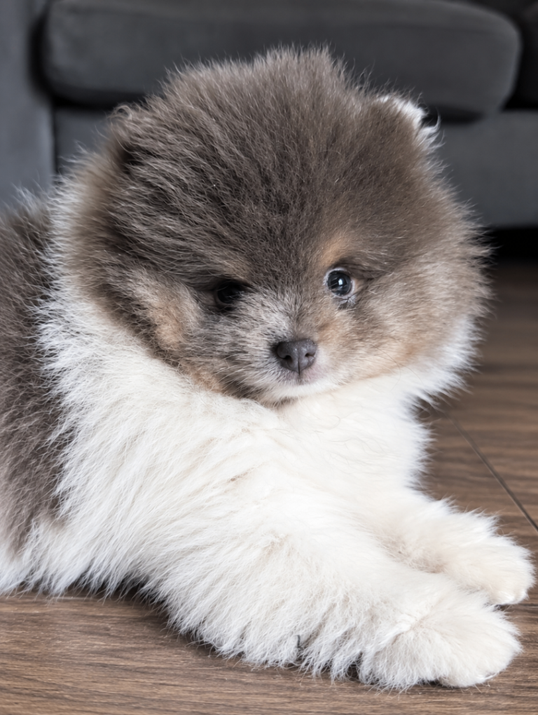 🐾 Beautiful Lilac & Tan Parti Teddy Bear Pomeranian 🐾