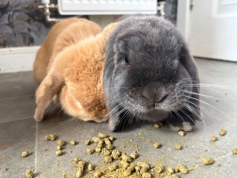 2 mini lop adults 
