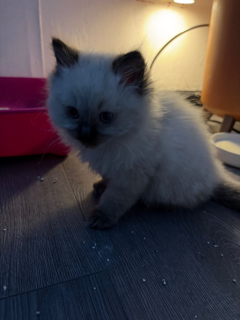  RAGDOLL Kittens for sale 