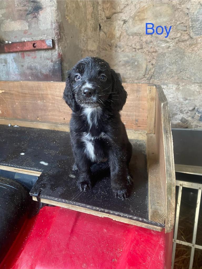 Collie x cocker pups
