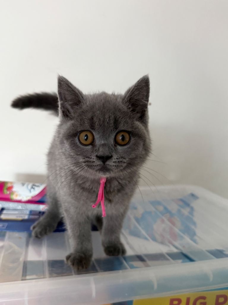 British shorthair female blue born February 20-2-2026