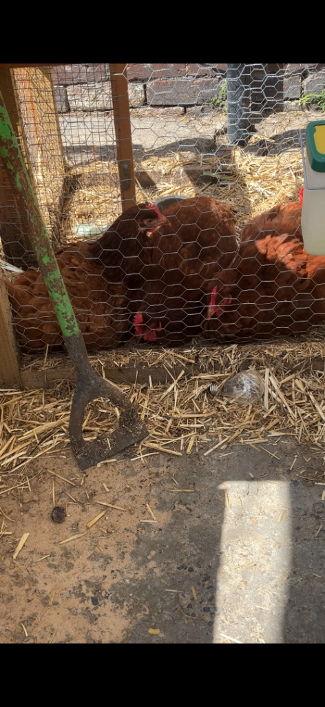 Chickens (Blacktail hens)