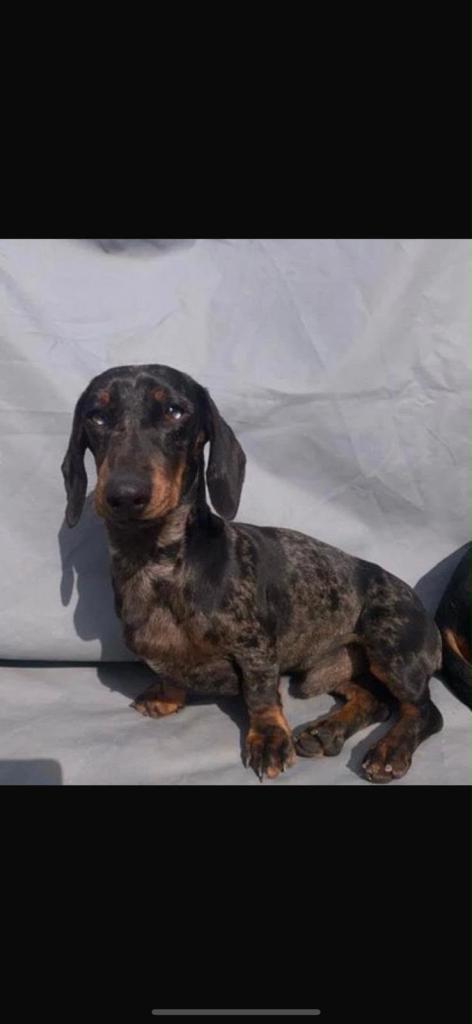 Miniature dachshund 