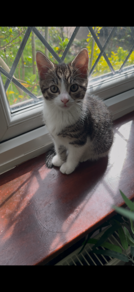 10 week ok kitten needing a loving home 