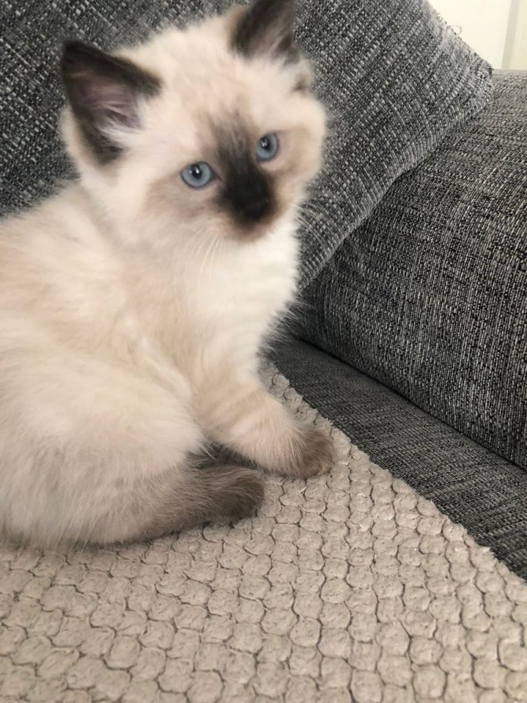 Beautiful Ragdoll kittens 