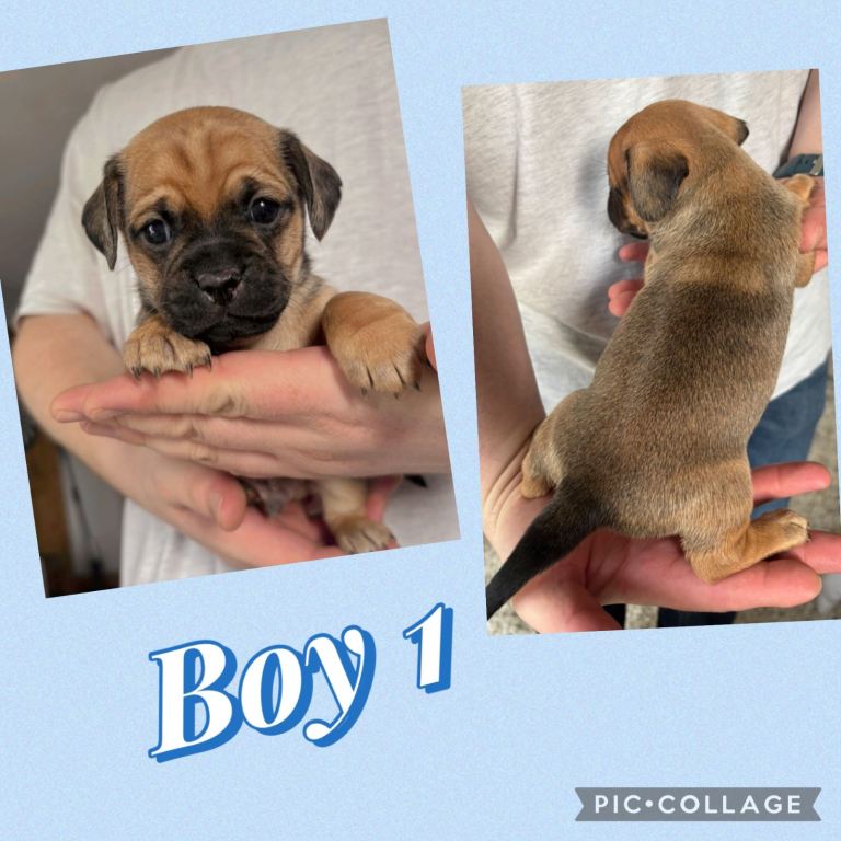 Mini dachshund cross pug puppies ready now 