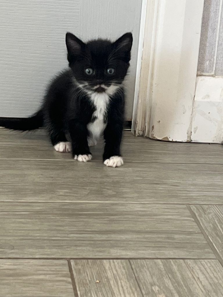 4 kittens for sale
