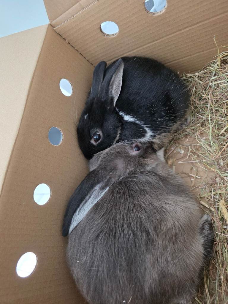 Male rabbits