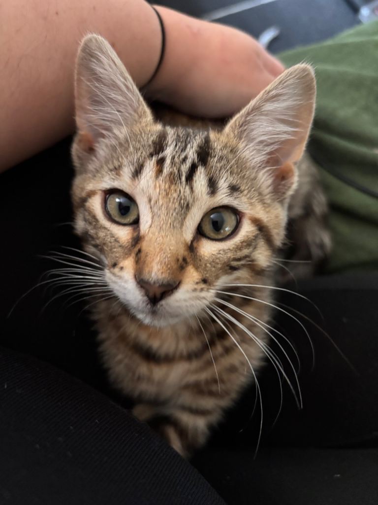 6 Month Old Bengal Kitten