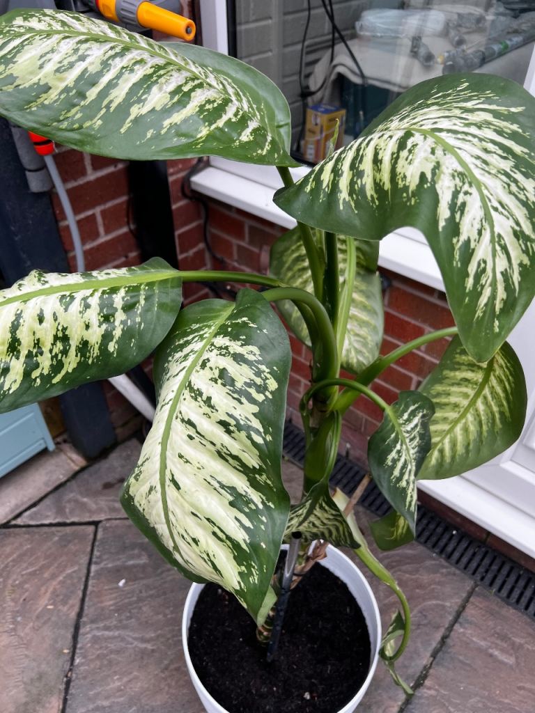 Tropical indoor plant 
