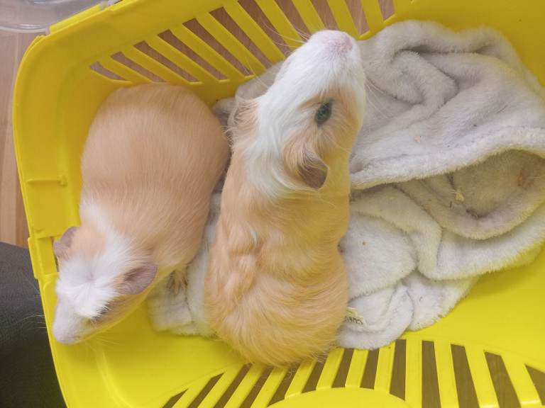 Two male baby guinea pigs