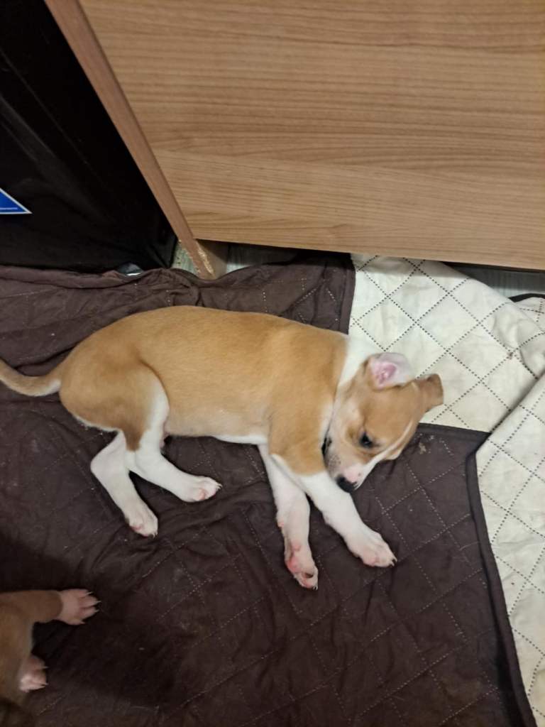 Lurcher pup 1 male pick of the litter