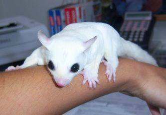 Sugar glinder for sale