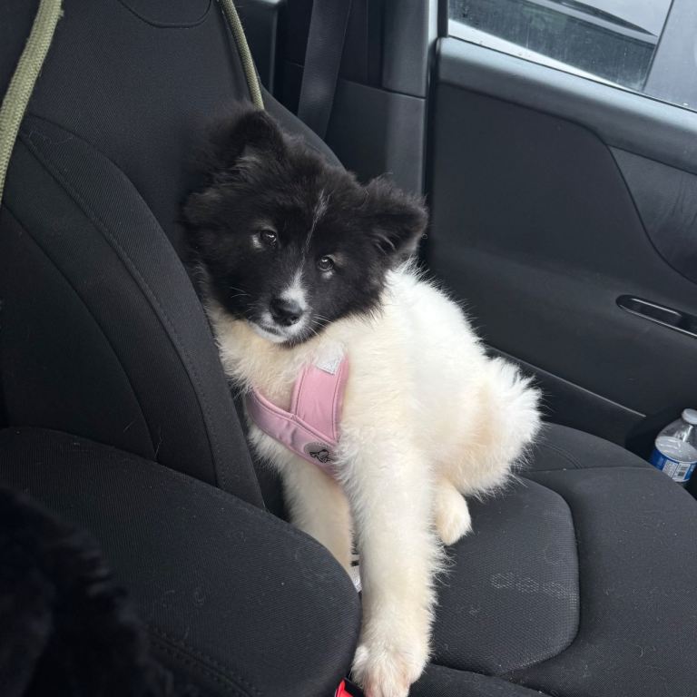 Quality Family Raised American Akita Puppy