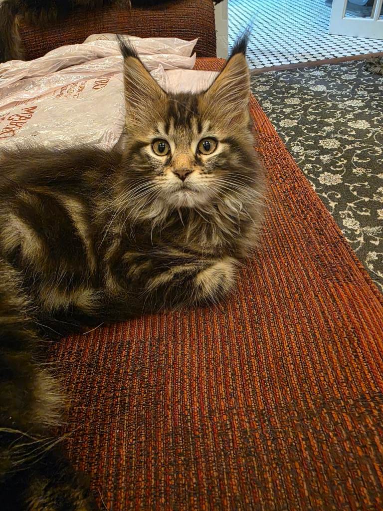 XL Stunning maine coon kittens Boy now SOLD 