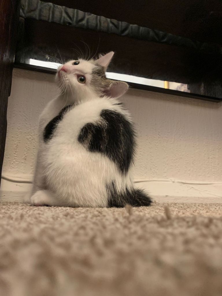 Healthy, Playful Kittens for Sale – Raised in Loving Home