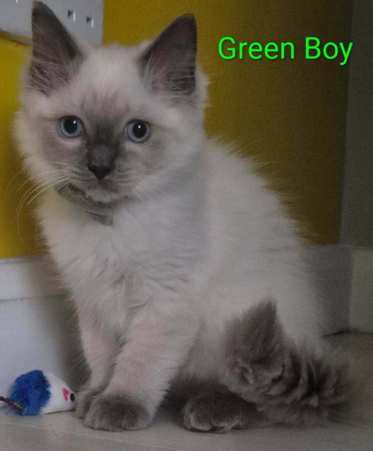 😻 Ragdoll Kitten Boy 😻 