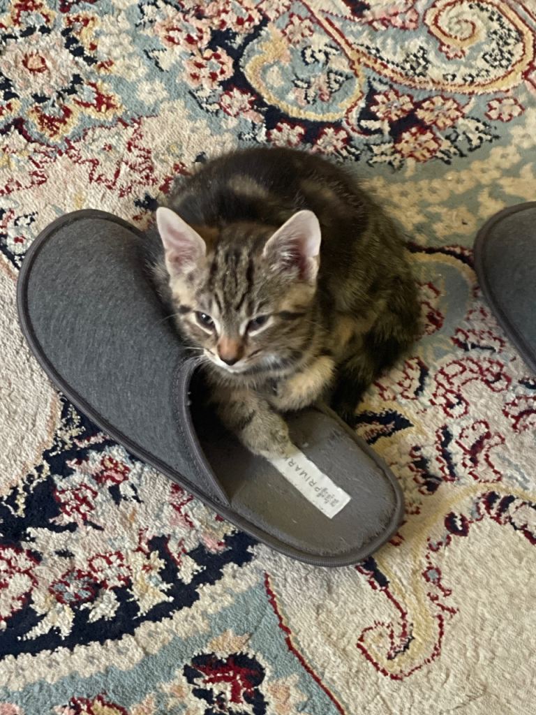  4 little cats and 2  adults 