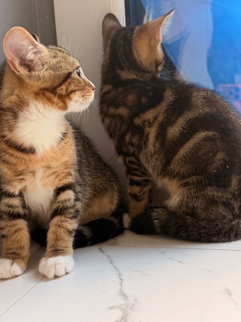 2 handsome male 11week old kittens for sale 