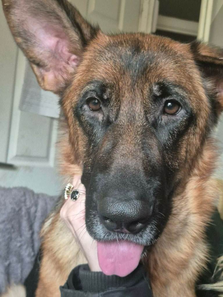 Female German Shepherd for rehoming