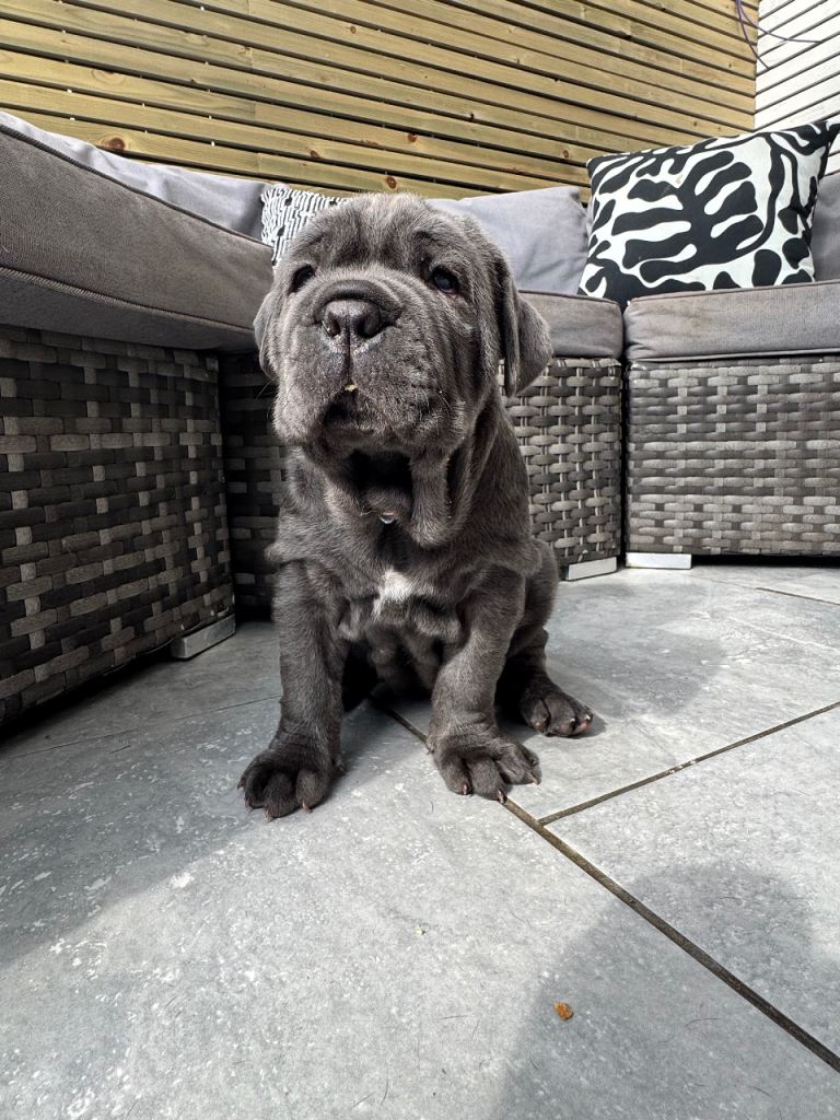 2 Neapolitan mastiff puppies Dori & dozer 