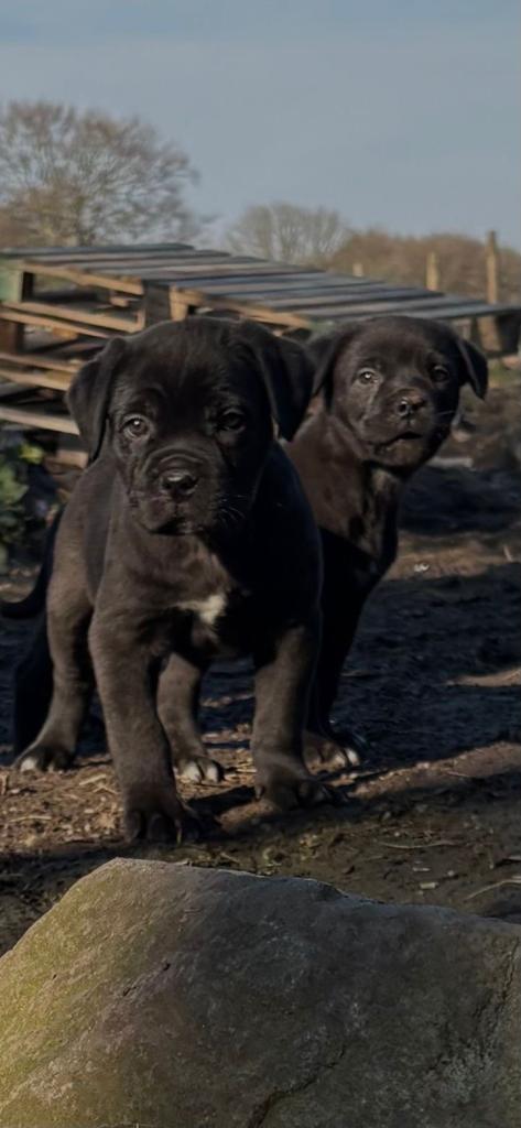 Ready to leave-AKC Cane Corso Puppies
