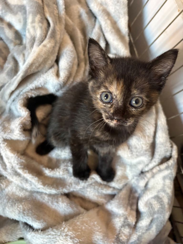 Beautiful kittens 