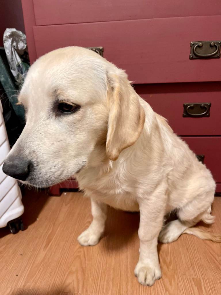 Golden retriever boy puppy 7 months for new home
