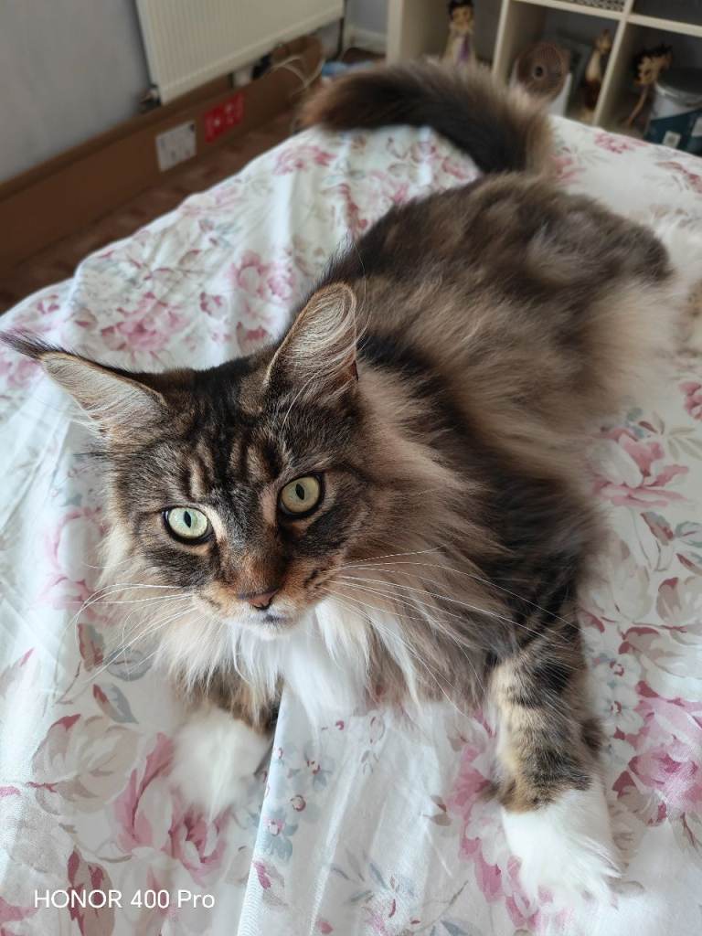 Mainecoon female 