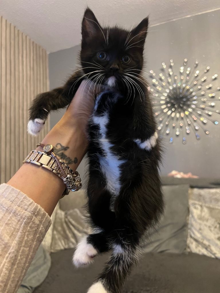 Two kittens for sale 