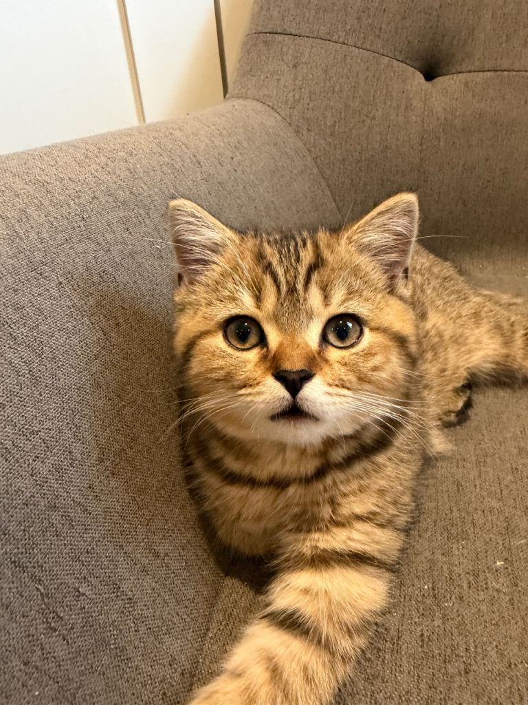 Gold Tones British Short Hair Male Kitten 