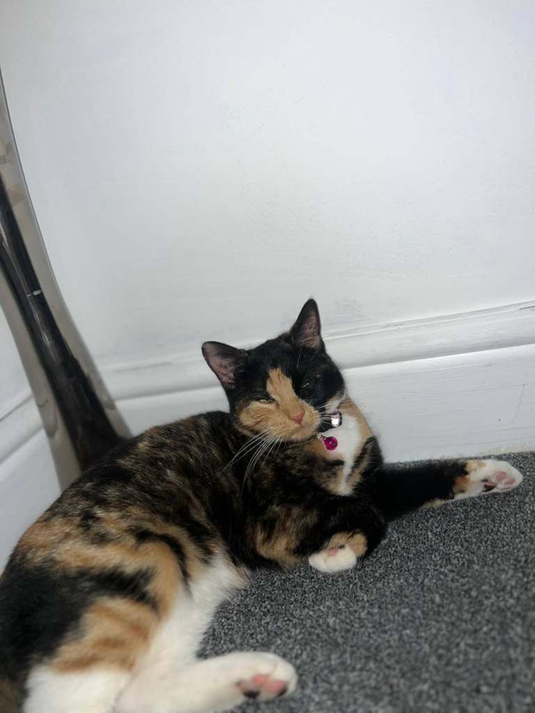 Mixed breed cat