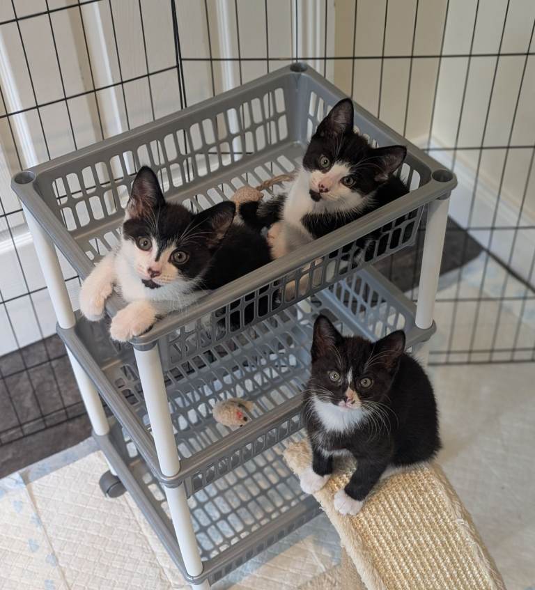 3 beautiful kittens left  (tabby already rehomed)