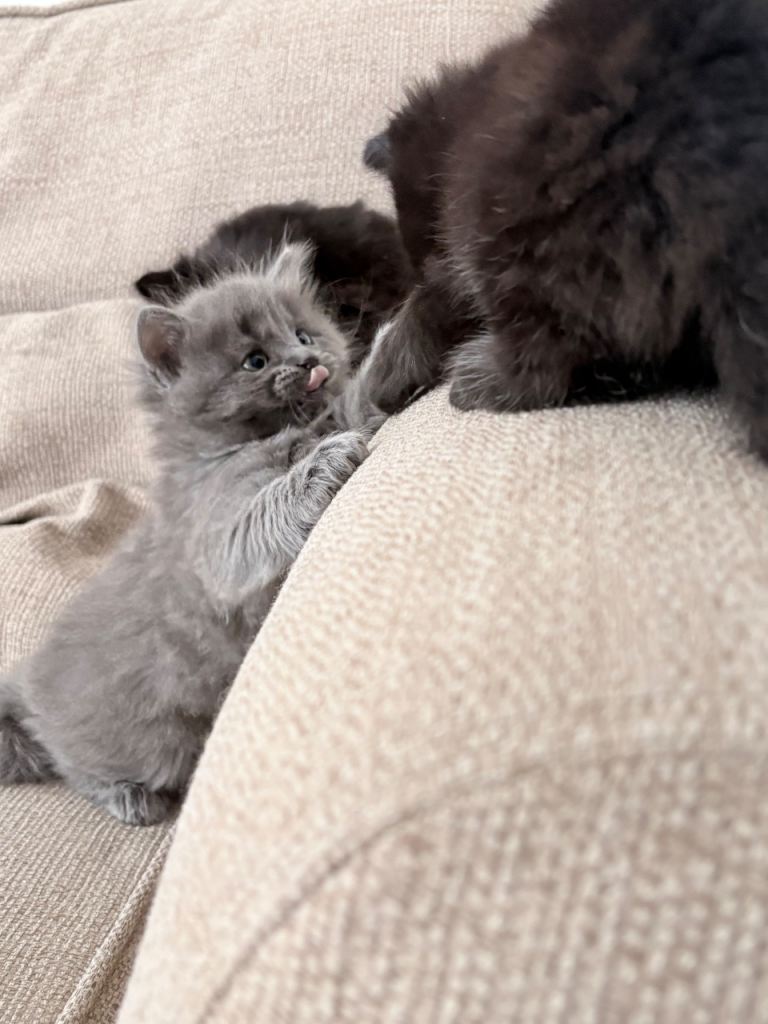 Ragdoll cross kittens 