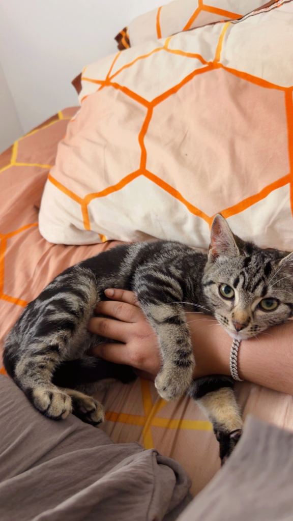 8 Weeks kitten With All Accessories Looking for Homes.