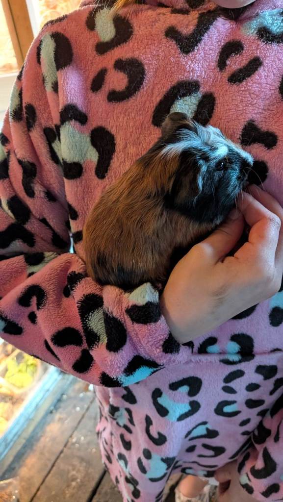 Gorgeous male guinea pig babies