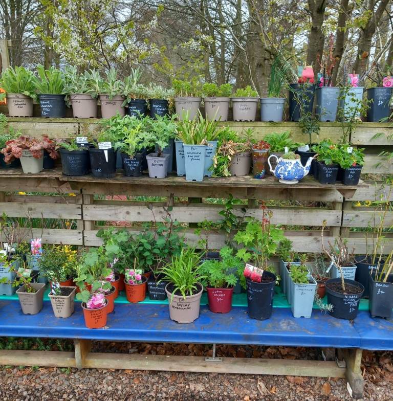 Garden Plants for Sale Perennial Plants Trees Shrubs Alpines Apple Trees Etc