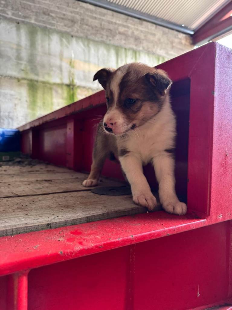 Last litter of beautiful coloured collie puppies 