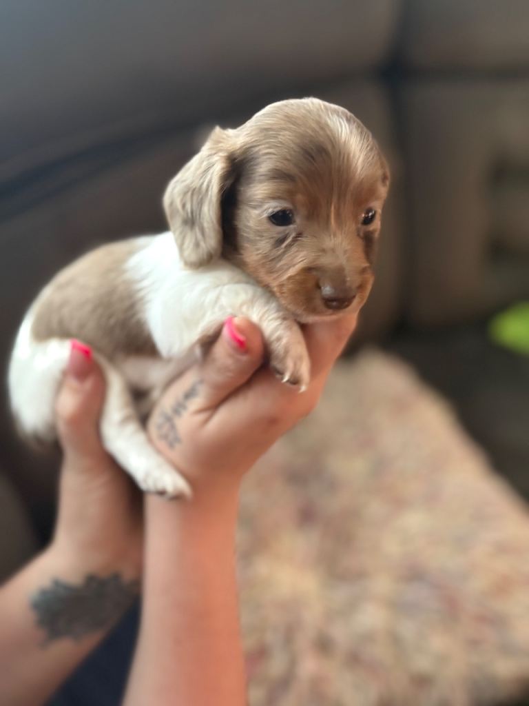❌REDUCED! REDUCED! REDUCED ❌🐾 KC registered long haired miniature dachshund 