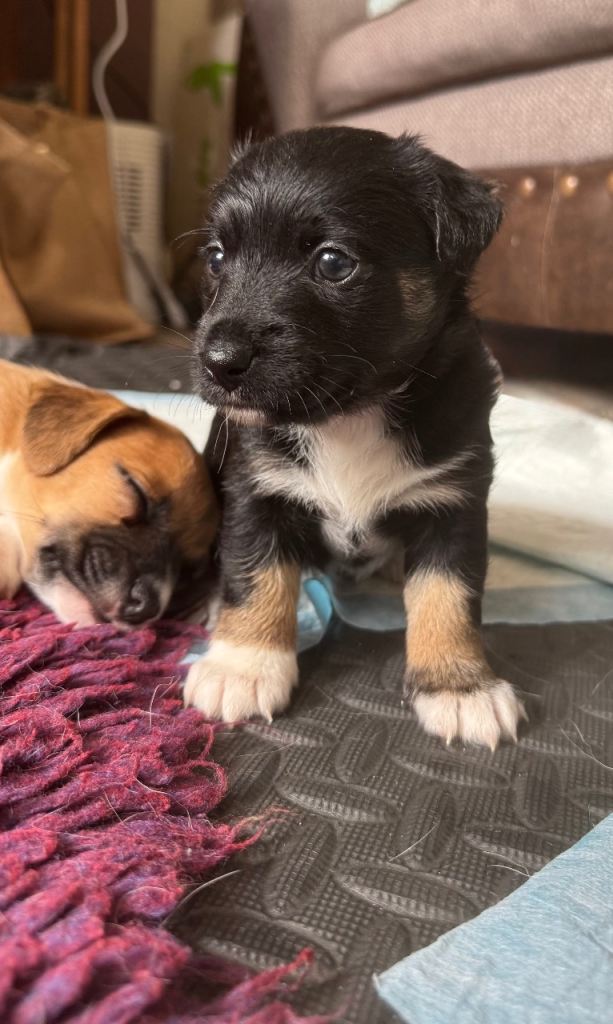 Female Jack Russell Short Legged