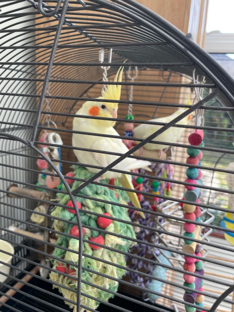 2 x Cockatiels Parrots / Birds 