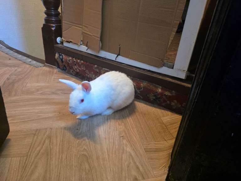 Albino bunny less than a year old