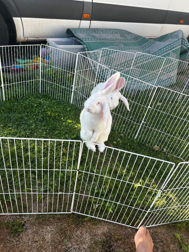 2 x giant continental cross French lop rabbits