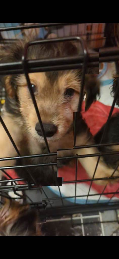 Yorkshire terrier, jack Russell, spaniel cross pups
