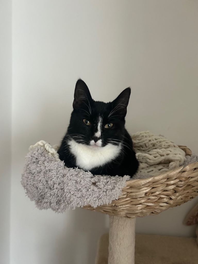 black and white cat 