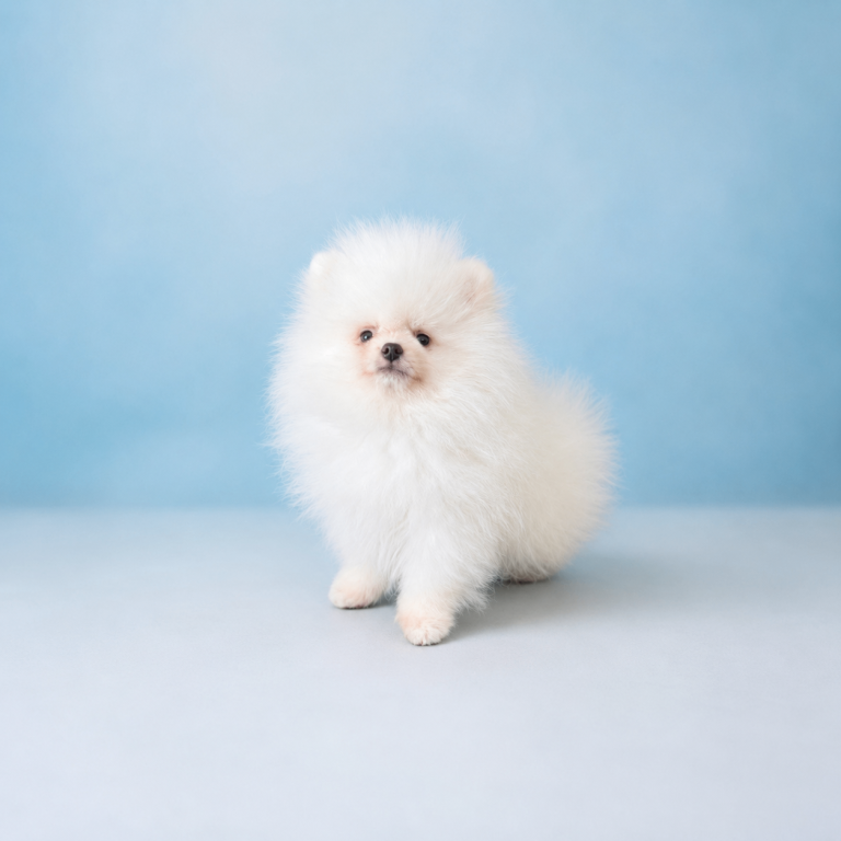 🔥Stunning 🐶Quality Pomeranians